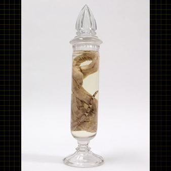 Snake kept in fluid preservative in a old jar.