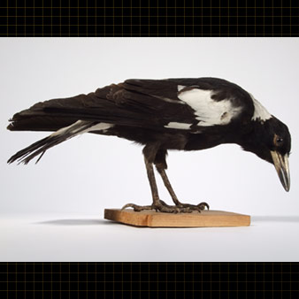 Le Cassican flûteur est un oiseau noir dont la nuque ainsi qu'une partie de la queue et des ailes sont blanches.