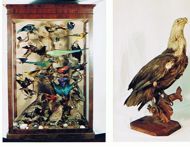 Here are two photographs from the Brome County Historical Society collection. The photograph on the left shows an old cabinet filled with birds, while the one on the right shows a Bald Eagle perched on a stump.