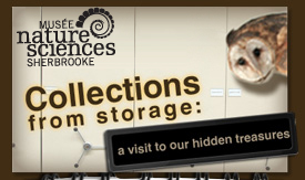 Collections from Storage: A Visit to our Hidden Treasures