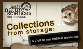 Collections from Storage: A Visit to our Hidden Treasures